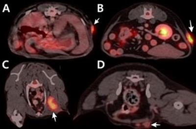 Case report: Evaluation of cutaneous squamous cell carcinoma metastasized to lymph nodes using 18F-fluoro-2-deoxy-D-glucose positron emission tomography/computed tomography in a dog